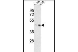 Western blot analysis of anti-MEK1 Antibody (/222) h in ,  cell line lysates (35 μg/lane). (MEK1 Antikörper  (AA 199-234))