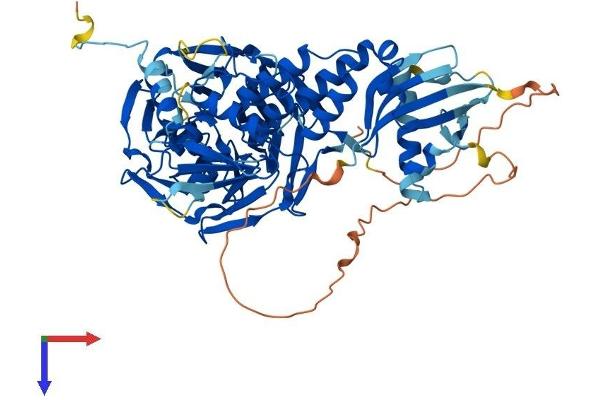 IVNS1ABP Protein (AA 1-642) (His tag)