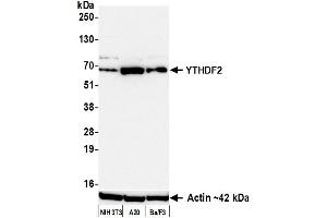Western Blotting (WB) image for anti-YTH Domain Family, Member 2 (YTHDF2) (AA 300-350) antibody (ABIN7795701)