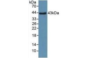 Detection of Recombinant SPD, Human using Polyclonal Antibody to Surfactant Associated Protein D (SPD) (SFTPD Antikörper  (AA 21-375))