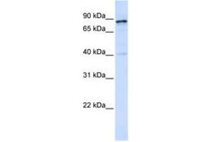 Image no. 1 for anti-Dynamin 1 (DNM1) (AA 756-805) antibody (ABIN6743593) (Dynamin 1 Antikörper  (AA 756-805))