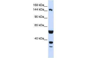 WB Suggested Anti-ABI3BP Antibody Titration:  0. (ABI3BP Antikörper  (N-Term))