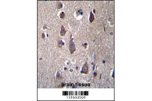 PCDHB12 Antibdy immunohistochemistry analysis in formalin fixed and paraffin embedded human brain tissue followed by peroxidase conjugation of the secondary antibody and DAB staining. (PCDHB12 Antikörper  (C-Term))