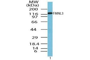 Image no. 1 for anti-Formin-Like 3 (FMNL3) (AA 150-200) antibody (ABIN960174)