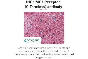 Image no. 1 for anti-Melanocortin 3 Receptor (MC3R) (C-Term) antibody (ABIN1736807) (MC3R Antikörper  (C-Term))
