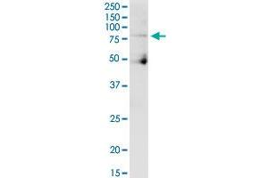 CUL4A MaxPab polyclonal antibody. (Cullin 4A Antikörper  (AA 1-759))