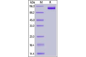 Fed Human PSMA, His Tag on  under reducing (R) condition. (PSMA Protein (AA 44-750) (His tag,FITC))