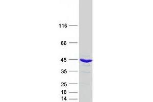 Western Blotting (WB) image for Proteasome (Prosome, Macropain) 26S Subunit, Non-ATPase, 7 (PSMD7) protein (Myc-DYKDDDDK Tag) (ABIN2730006)