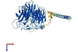 CORO2B Protein (AA 1-480) (His tag)