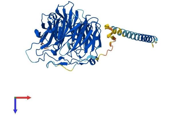 CORO2B Protein (AA 1-480) (His tag)