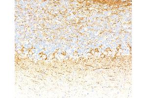 Immunohistochemistry (IHC) image for anti-Neurofilament, Light Polypeptide (NEFL) (AA 150-200) antibody (ABIN7453980) (Rekombinanter NEFL Antikörper  (AA 150-200))