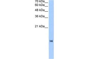 Western Blotting (WB) image for anti-LOC653186 (LOC653186) antibody (ABIN2463270) (LOC653186 Antikörper)