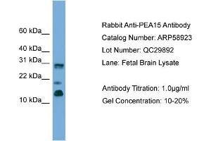 WB Suggested Anti-PEA15  Antibody Titration: 0.