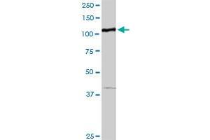 MTHFD1 MaxPab rabbit polyclonal antibody. (MTHFD1 Antikörper  (AA 1-935))