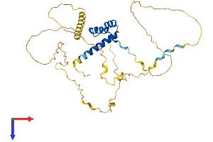 HOXD11 Protein (AA 1-338) (His tag)