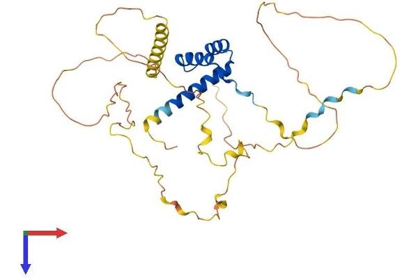 HOXD11 Protein (AA 1-338) (His tag)