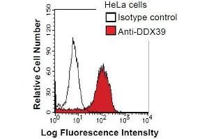 HeLa cells were fixed in 2% paraformaldehyde/PBS and then permeabilized in 90% methanol. (DDX39 Antikörper)