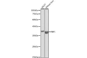 FBP1 Antikörper  (AA 1-338)