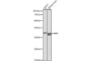 FBP1 抗体  (AA 1-338)