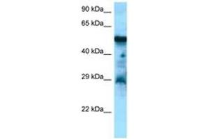 Image no. 1 for anti-Cholecystokinin B Receptor (CCKBR) (AA 277-326) antibody (ABIN6748392) (CCKBR Antikörper  (AA 277-326))