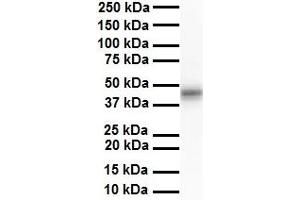 WB Suggested Anti-ENO3 antibody Titration: 1 ug/mL Sample Type: Human liver (ENO3 Antikörper  (N-Term))