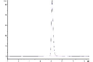 The purity of Biotinylated Human LILRB1 is greater than 95 % as determined by SEC-HPLC. (LILRB1 Protein (AA 24-458) (His-Avi Tag,Biotin))