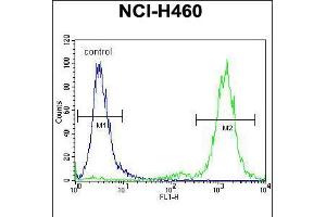 Flow cytometric analysis of NCI-H460 cells (right histogram) compared to a negative control cell (left histogram). (ZSCAN5B Antikörper  (C-Term))