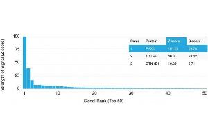 Analysis of Protein Array containing >19,000 full-length human proteins using PAX8 Mouse Monoclonal Antibody (PAX8/1492) Z- and S- Score: The Z-score represents the strength of a signal that a monoclonal antibody (MAb) (in combination with a fluorescently-tagged anti-IgG secondary antibody) produces when binding to a particular protein on the HuProtTM array. (PAX8 Antikörper  (AA 60-261))