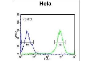 SPT13 Antibody (Center) (ABIN651695 and ABIN2840364) flow cytometric analysis of Hela cells (right histogram) compared to a negative control cell (left histogram).