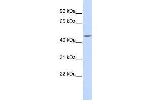 WB Suggested Anti-WDR45L Antibody Titration:  0. (WD Repeat Domain 45B (WDR45B) (Middle Region) Antikörper)