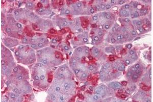 Human Pancreas: Formalin-Fixed, Paraffin-Embedded (FFPE) (ENO1 Antikörper  (AA 1-435))