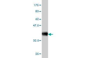 Western Blot detection against Immunogen (36. (HTRA2 Antikörper  (AA 359-458))