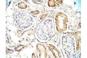 Human adrenal medullary tissue was stained by Rabbit Anti-Vasostatin (17-76)  (Human) Antibody (Vasostatin I (AA 17-76) Antikörper)