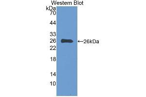 Western Blotting (WB) image for anti-Interleukin-27 subunit beta (IL-27b) (AA 21-229) antibody (ABIN1077997) (EBI3 Antikörper  (AA 21-229))