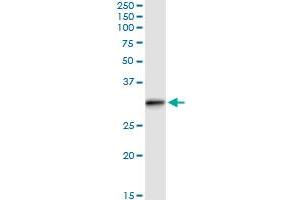 Immunoprecipitation of RABL2B transfected lysate using anti-RABL2B MaxPab rabbit polyclonal antibody and Protein A Magnetic Bead , and immunoblotted with RABL2B MaxPab mouse polyclonal antibody (B01) . (RABL2B Antikörper  (AA 1-229))