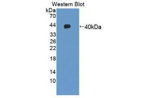 Western blot analysis of recombinant Human GHRH. (GHRH Antikörper  (AA 19-108))