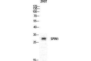 Western Blot (WB) analysis of specific cells using Spindlin-1 Polyclonal Antibody. (Spindlin 1 Antikörper  (Internal Region))