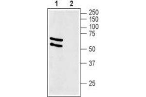 Western blot analysis of rat liver membranes: - 1. (SLC2A2 Antikörper  (C-Term, Intracellular))