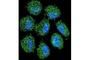 Confocal immunofluorescent analysis of PREF6 Antibody (C-term) (ABIN655365 and ABIN2844922) with NCI- cell followed by Alexa Fluor 488-conjugated goat anti-rabbit lgG (green). (PRAMEF6 Antikörper  (C-Term))