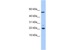 Western Blotting (WB) image for anti-DnaJ (Hsp40) Homolog, Subfamily C, Member 24 (DNAJC24) antibody (ABIN2463559) (DNAJC24 Antikörper)
