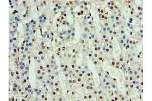 Immunohistochemistry of paraffin-embedded human adrenal gland tissue using ABIN7161152 at dilution of 1:100