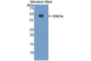 Western Blotting (WB) image for anti-Fibrillin 1 (FBN1) (AA 81-236) antibody (ABIN1173265) (Fibrillin 1 Antikörper  (AA 81-236))