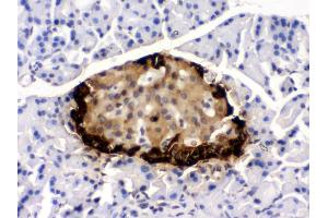 Anti- GLP1 Picoband antibody, IHC(P) IHC(P): Rat Pancreas Tissue (Glucagon Antikörper  (N-Term))