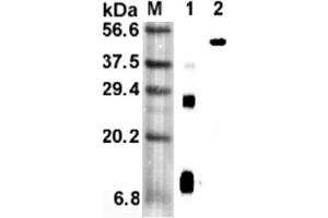 Western blot analysis using anti-RELM-α (mouse), mAb (MREL 127)  at 1:5'000 dilution. (RELM alpha Antikörper)