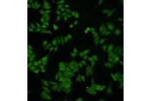 Immunocytochemistry (ICC) image for anti-Dual Specificity Phosphatase 5 (DUSP5) antibody (ABIN1854885) (DUSP5 Antikörper)