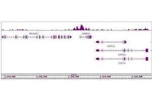 Histone H3K4ac antibody (pAb) tested by ChIP-Seq.