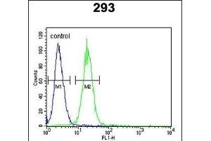 KCNQ1 Antibody (Center) (ABIN652891 and ABIN2842576) flow cytometric analysis of 293 cells (right histogram) compared to a negative control cell (left histogram). (KCNQ1 Antikörper  (AA 513-540))