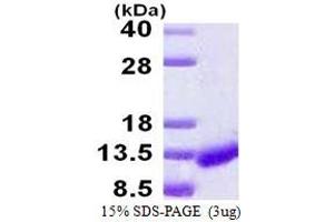 Caspase Recruitment Domain-Containing Protein 18 (ICEBERG) (CARD18) (AA 1-90) protein (His tag)