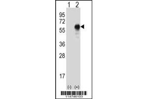 Western blot analysis of LZP using rabbit polyclonal LZP Antibody using 293 cell lysates (2 ug/lane) either nontransfected (Lane 1) or transiently transfected (Lane 2) with the LZP gene.