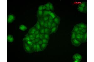 Immunocytochemistry/Immunofluorescence analysis using Rabbit Anti-Calnexin-CT Polyclonal Antibody . (Calnexin Antikörper  (C-Term) (HRP))